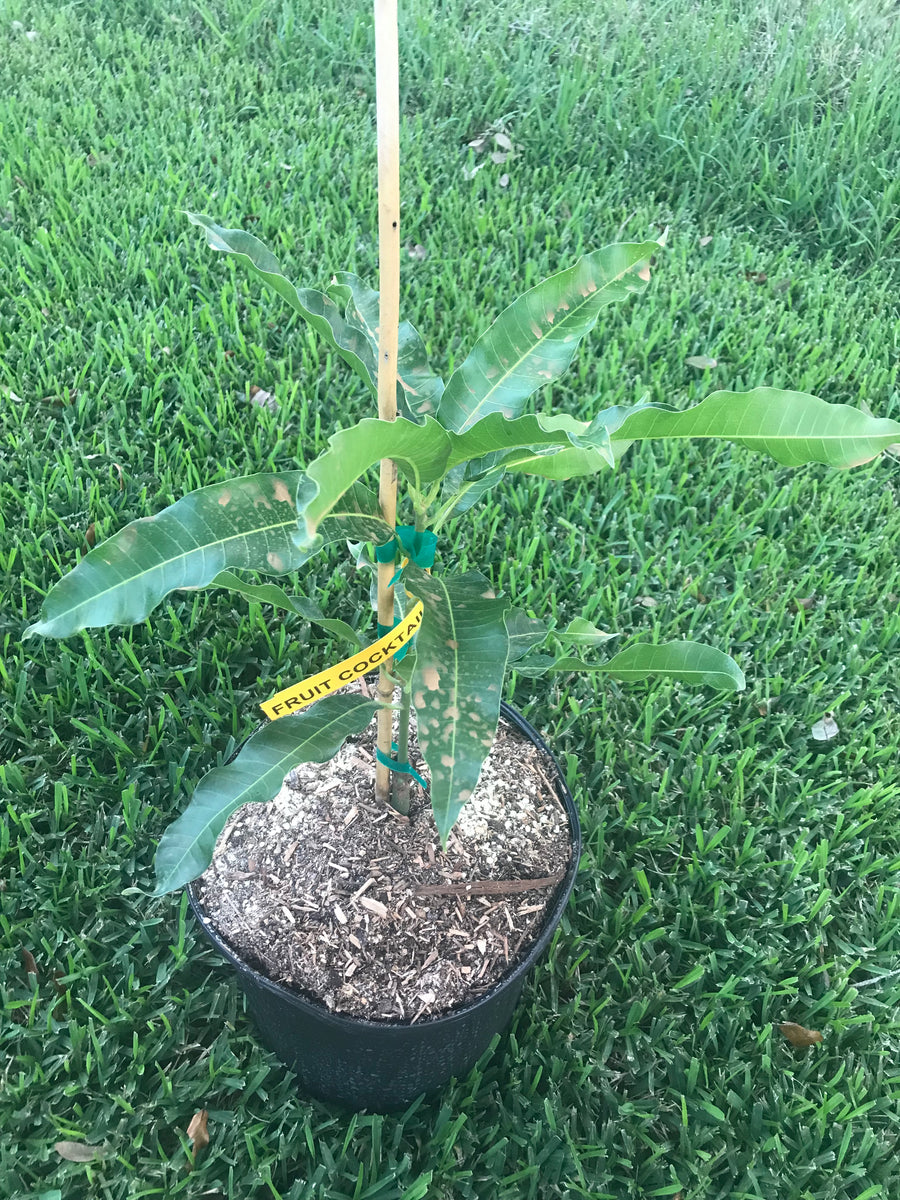 Buy Fruit Cocktail Mango Tree Online Caromaica Watt Family Farms