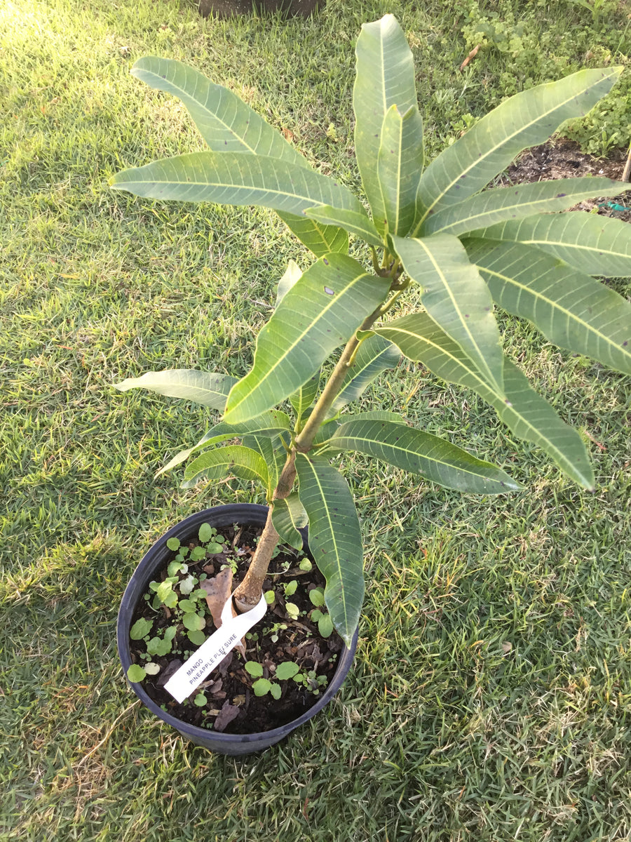 pineapple mango plant Buy Pineapple Pleasure Mango Tree Online