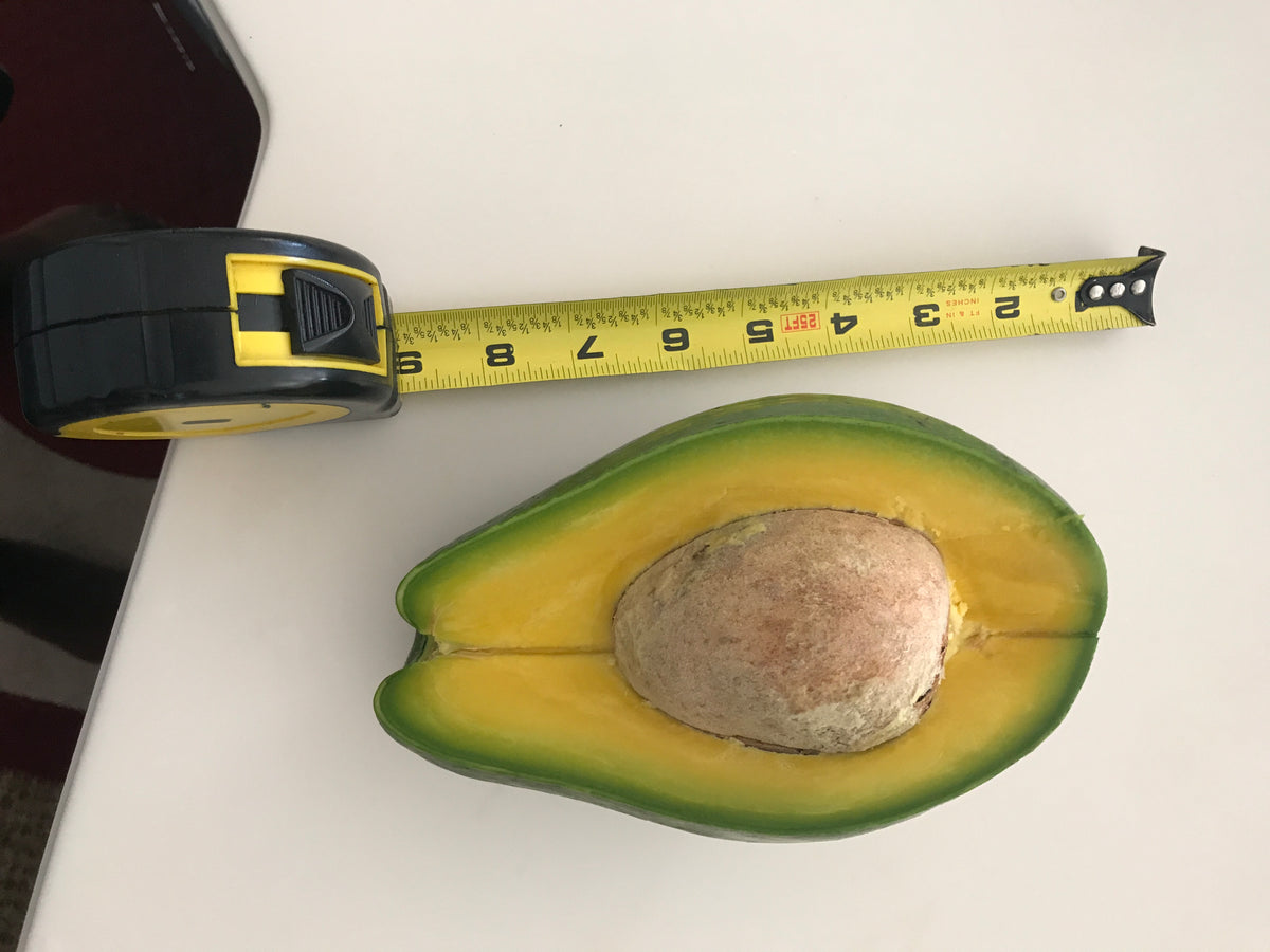Buy Choquette Avocado Tree Online Caromaica Watt Family Farms