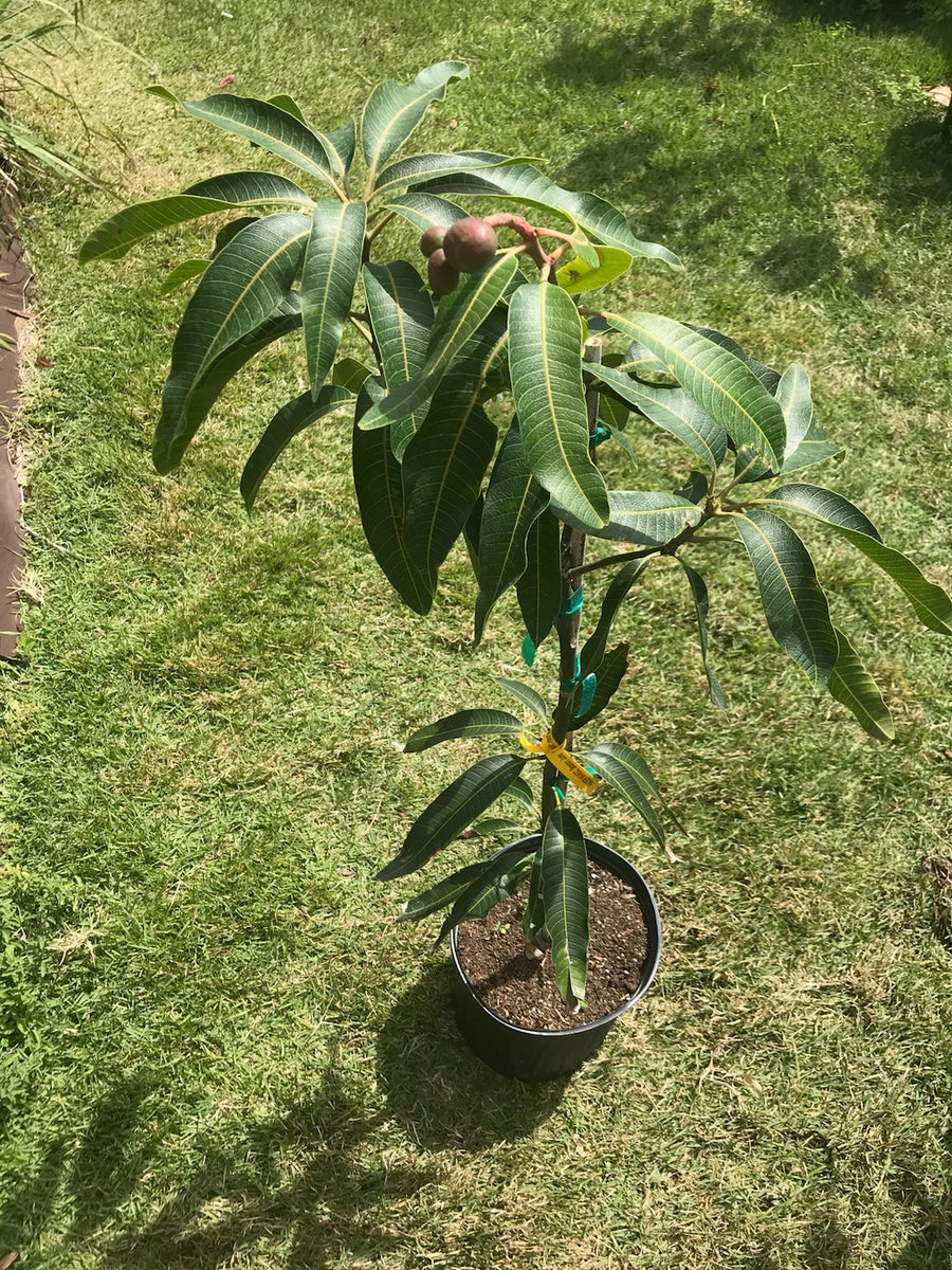 Haden Mango Tree