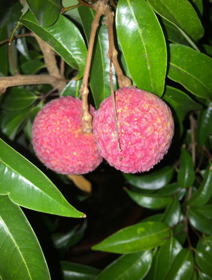 Tropical Fruit Trees