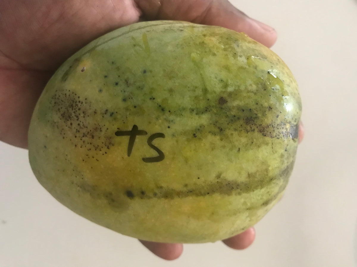 Buy Triple Sec Mango Tree Online | Caromaica – Watt Family Farms