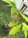 Na Dai Sugar Apple