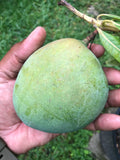 Hatcher Mango