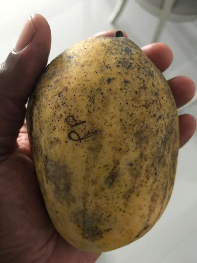 Buy Pineapple Pleasure Mango Tree Online | Caromaica – Watt Family Farms