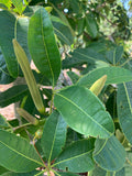 Malabar Chestnut