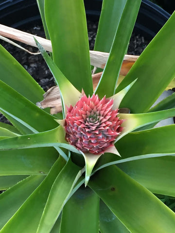 elite gold pineapple plant Buy Pineapple "Elite Gold" Tree Online