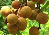 Longan