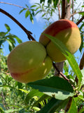 Peach Tropic Beauty