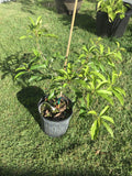 Makok Sapodilla "Naseberry"