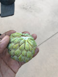 Na Dai Sugar Apple