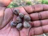 Malabar Chestnut