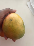 Kent Mango