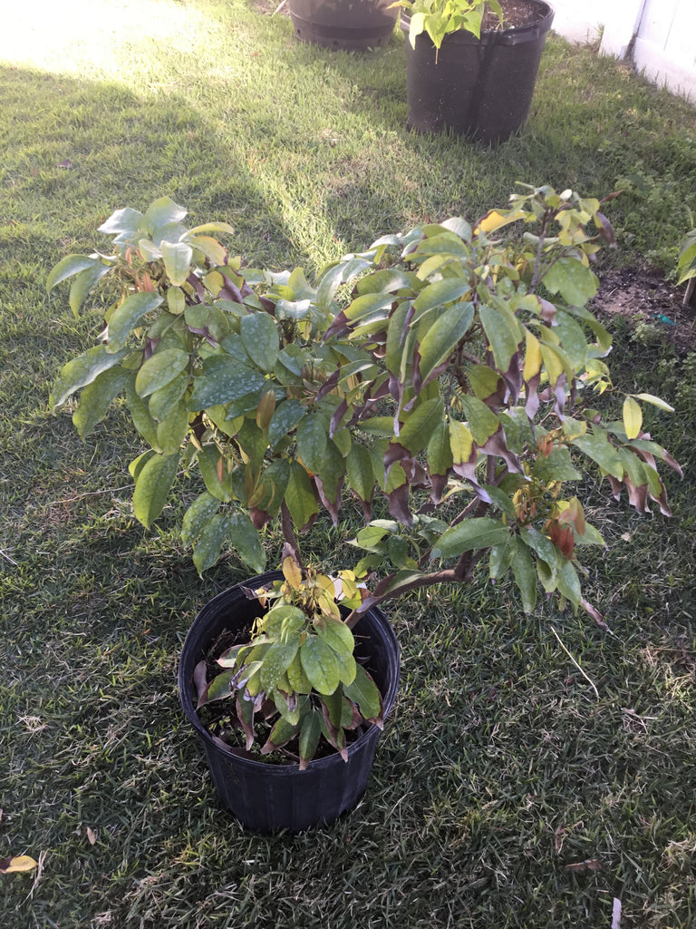 Buy Fwang Tung Carambola “Star Fruit” Tree Online | Caromaica – Watt