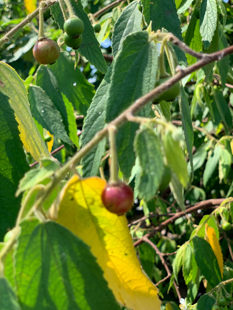 Strawberry Tree “Jamaican Cherry” – Watt Family Farms