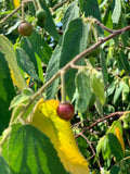 Strawberry Tree “Jamaican Cherry”