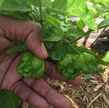 Jamaican Scotch Bonnet Pepper