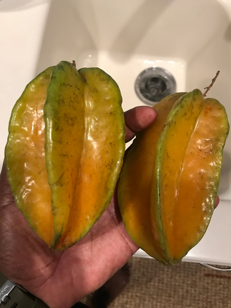 Buy Fwang Tung Carambola “Star Fruit” Tree Online | Caromaica – Watt