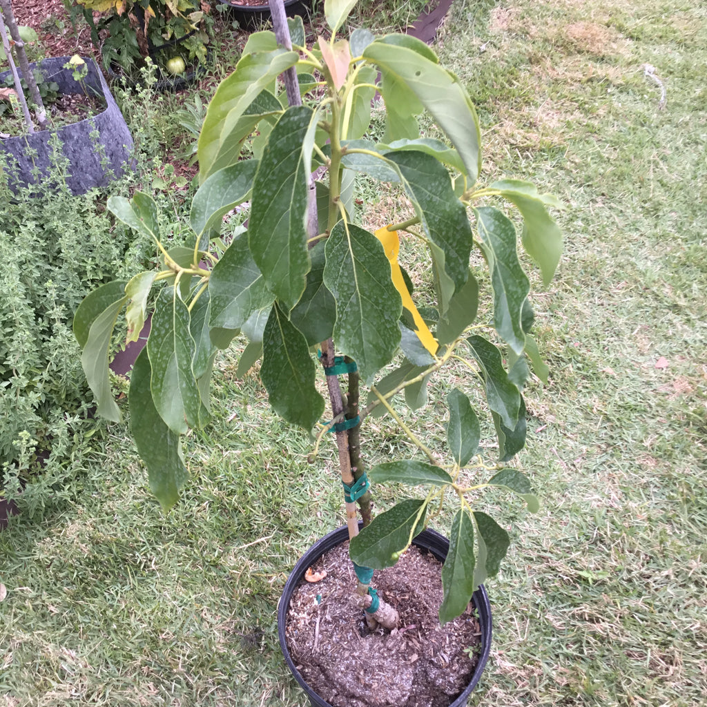 Buy Choquette Avocado Tree Online Caromaica Watt Family Farms