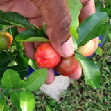 Barbados Cherry "Jamaican Cherry"
