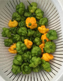 Jamaican Scotch Bonnet Pepper