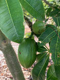 Malabar Chestnut