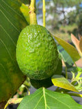 Ulala Avocado