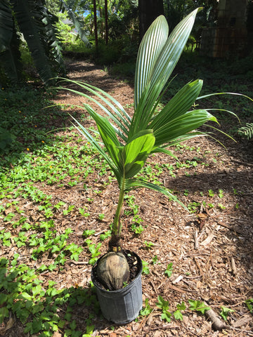 Dwarf Green Malayan Coconut